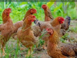 Gandeng Danantara & BUMN, Kementan Dorong Ekosistem Ayam Terintegrasi di AGRILIVESTOCK 2026